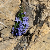 Mont Cenis Glockenblume: Was macht die den hier?