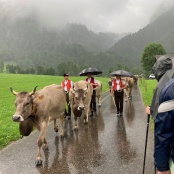 zu wenig Futter auf der Alp? Zu wenig Wasser?