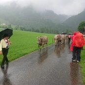 Eine &Uuml;berraschung: Schon Alpabzug?