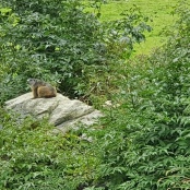 ein aufmerksamer Beobachter