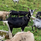 Stolz wie eine Ziege!