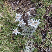 Edelweiss