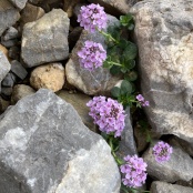 Perlen in den Steinen