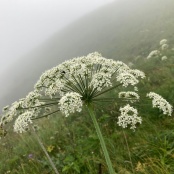 Beim Abstieg: eine Sch&ouml;nheit im Regen