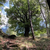 Durch wunderbare Kastanienw&auml;lder