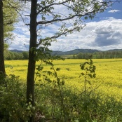 Rapsfeld an der Neisse