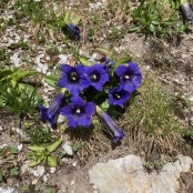 Fr&uuml;hlingsboten auf 2500 m